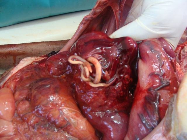 worms in intestine